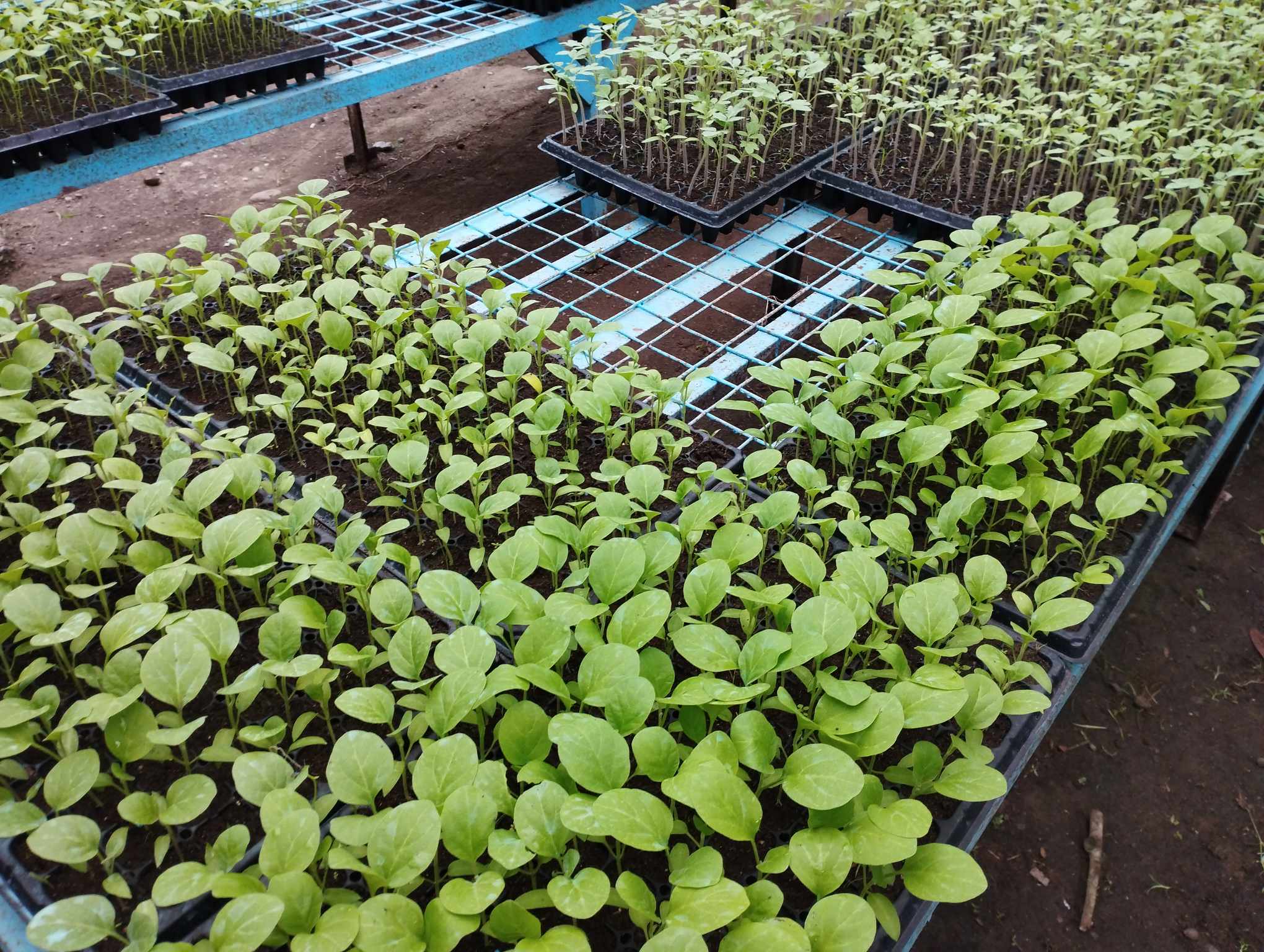 SEEDLINGS