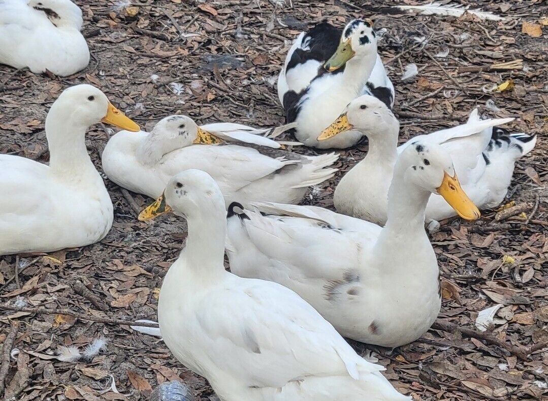 Gallery Image 4 of MULLARD DUCK