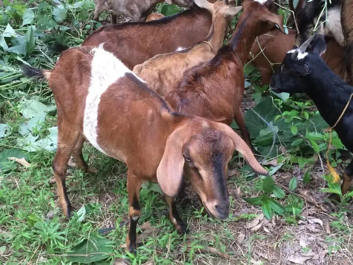 Gallery Image 4 of GOAT