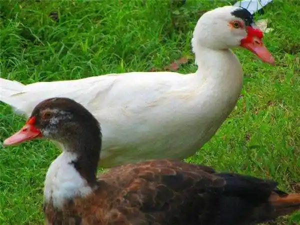 Gallery Image 1 of MULLARD DUCK